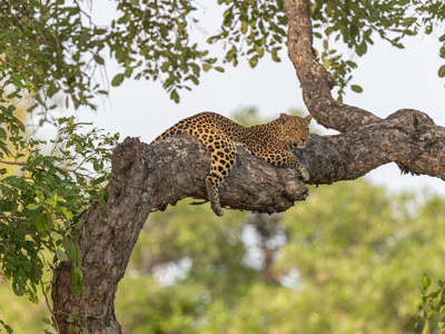 Leopard im Luangwa Nationalpark