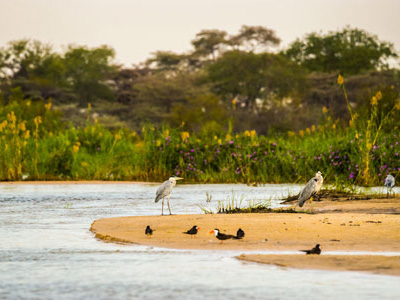 Reiher im Lower Zambezi