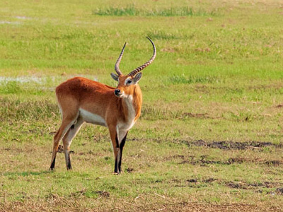 Lechwe im Kafue Nationalpark