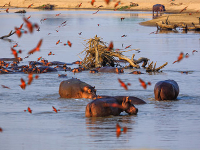 Flusspferde im Luangwa Nationalpark