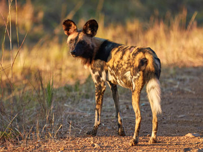 Ein Wildhund im Kafue Nationalpark