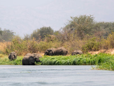 Eine Elefantenherde im Lower Zambezi