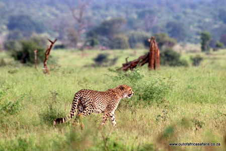 Gepard im Kruger Nationalpark von Südafrika