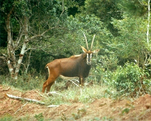 Rappenantilope Shimba Hills (c) Elvira Wolfer