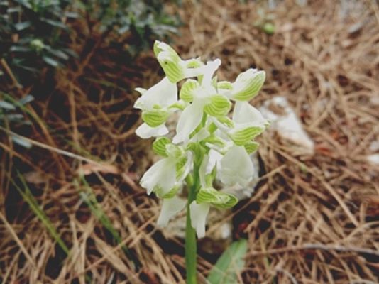 Orchis morio ssp syriaca (c) M. Cetisnalan