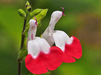 Salvia_microphylla-Max_Seyfried.jpg