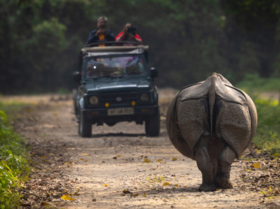 Panzernashorn auf Indien-Fotosafari