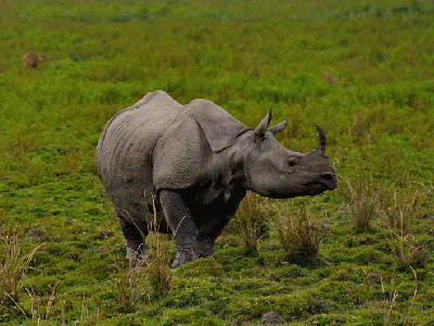 Nashorn-Sichtung auf Indien-Fotoreise