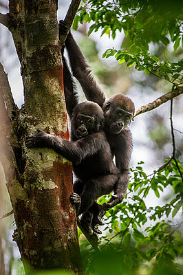 Gorillababies Ngaga Camp (c) Dana Allen