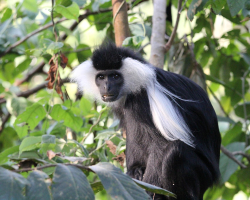 Colobusaffe im Nyungwe Nationalpark (c) M. Walter