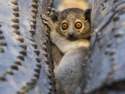 Mausmaki auf Madagaskar