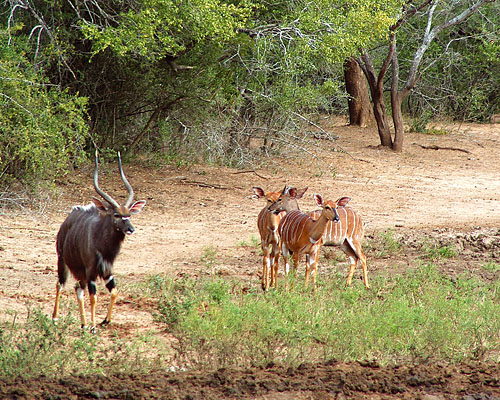 Tiefland-Nyalas (c) Dieter Müller