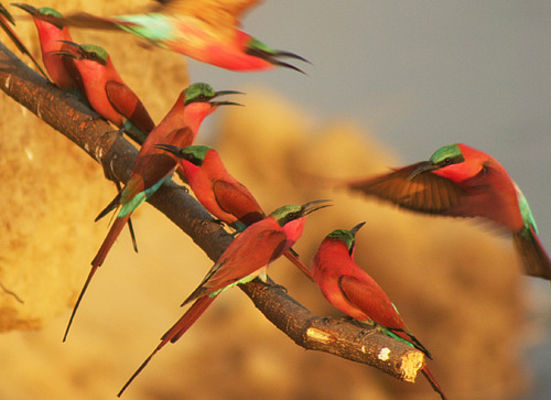 Karminspinte an Uderwand des Luangwa-Flusses (c) Dominique Schreckling