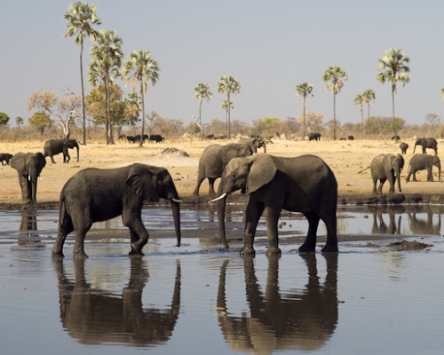 Elefanten im Hwange Nationalpark