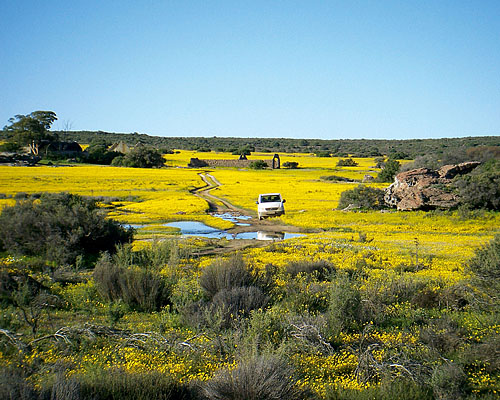 Blumenfeld im Namaqualand (c) Dieter Müller