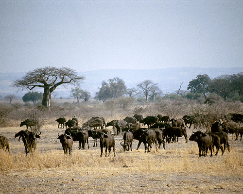 Zebras vor Gnuherde (c) Dr. J. Trauttmansdorff