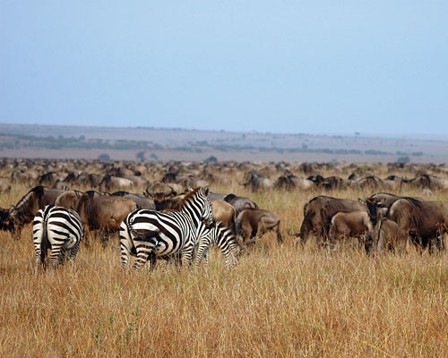 Zebra vor Gnuherde (c) Dr. J. Trauttmansdorff