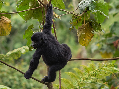 Berggorilla aufgenommen bei einem Gorillatrekking im Bwindi Nationalpark in Uganda