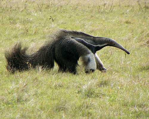 Großer Ameisenbär (c) Dr. F. Jantschke