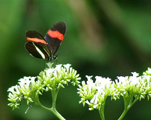 Schmetterling Manuel Antonio (c) D. Schreck