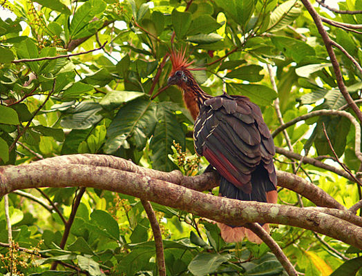 Hoatzin