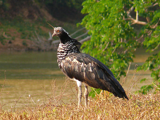 Hornwehrvogel