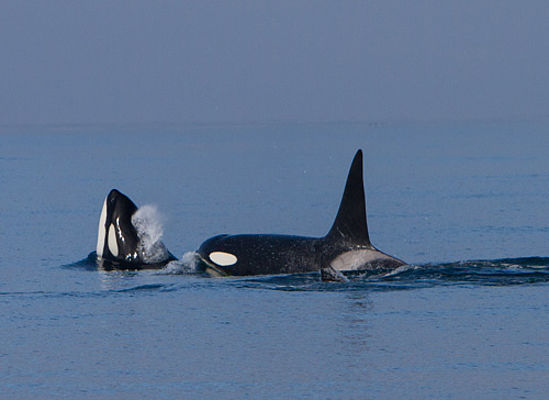 Orcas-Island