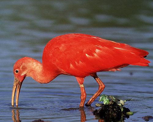 Roter Sichler im Morrocoy Nationalpark