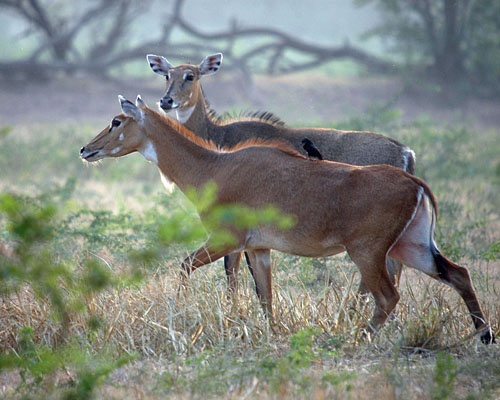 Nilgau Antilopen (c) Dr. J. Trauttmansdorff