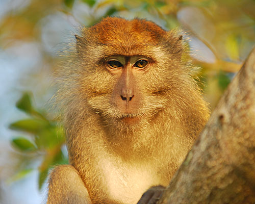 Javaneraffen am Kinabatangan Fluss, Borneo