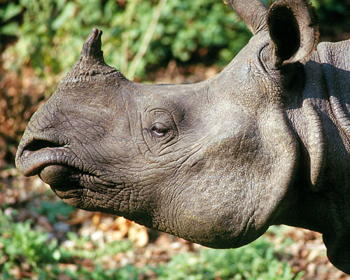 Panzernashorn (c) Rolf Andres