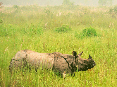 Panzernashorn