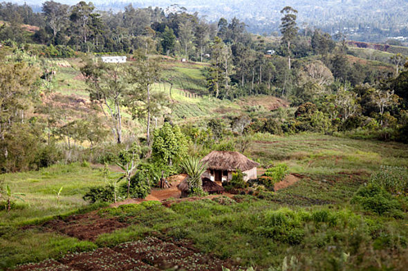 Im tropischen Regenwald von Papua-Neuguinea