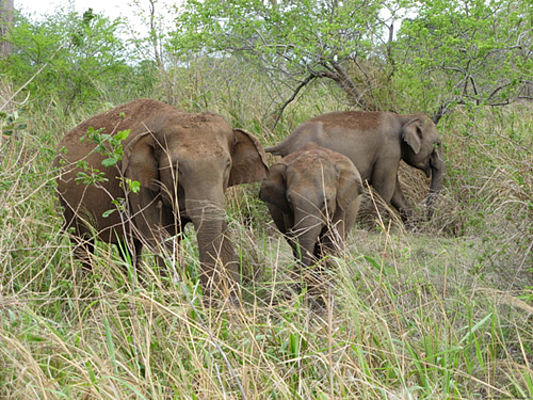 Wildelefanten im Udawalawe