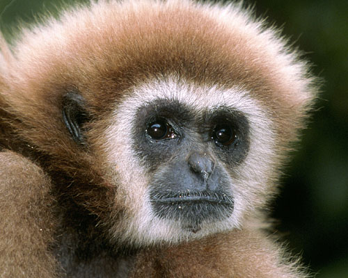 Weißhaar Gibbon im Khaeng-Krachan-Nationalpark