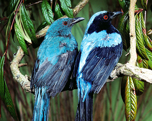 Elfenblauvögel im Khao-Yai-Nationalpark