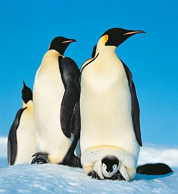 Kaiserpinguine