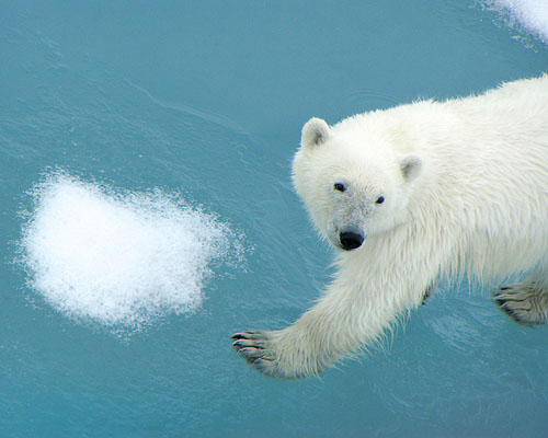 Eisbär (c) Brigitte Fugger