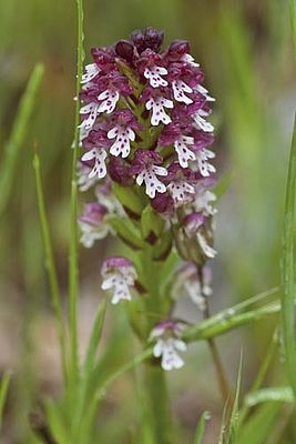 Orchis ustulata