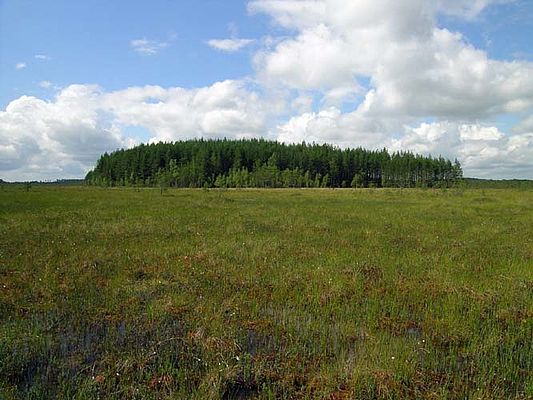 Hochmoor