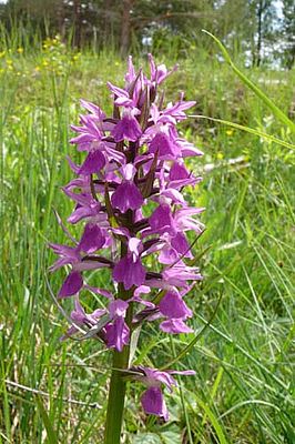 Dactylorhiza osiliensis