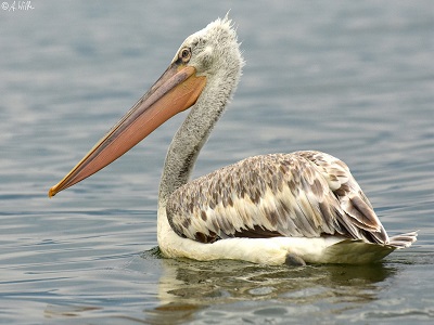 Pelecanus_crispus A. Wirth