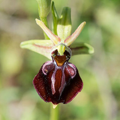 Ophrys herae