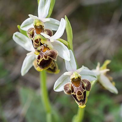 Ophrys heterochila