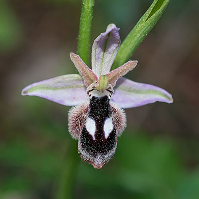 Ophrys reinholdii