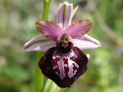 Ophrys sipontensis - Siponto-Ragwurz