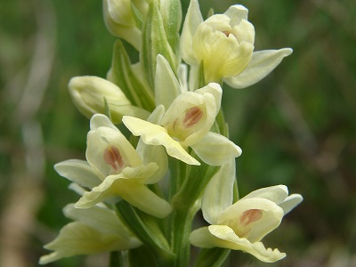 Dactylorhiza insularis - Insel-Knabenkraut